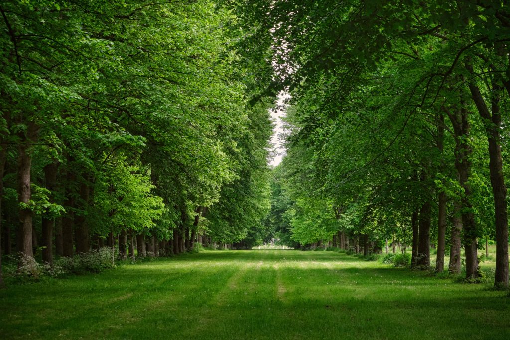 Histoire 1 allée d'arbre - hotel de luxe versailles