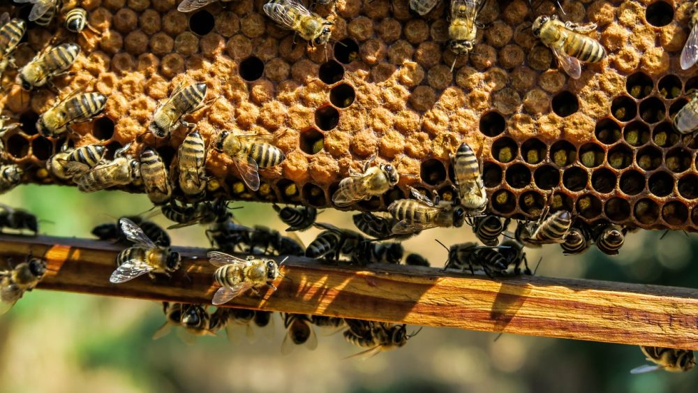 Beehives Beehives